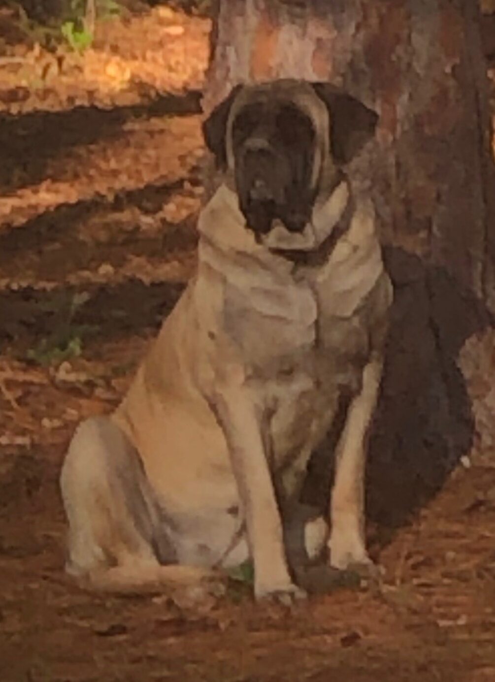 Libby 2021 « Mastiff Puppies for sale Two Ponds Kennel