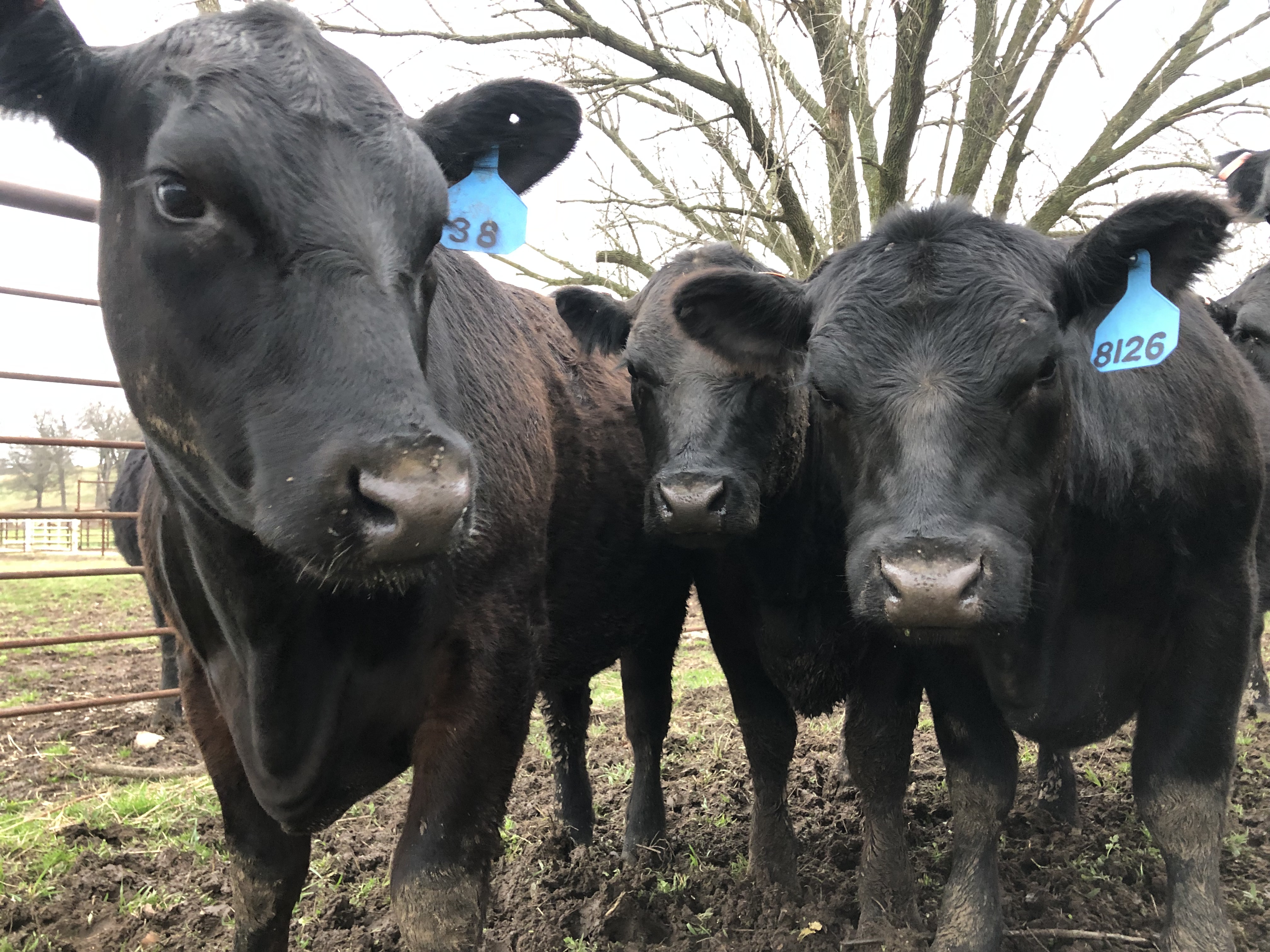 2S Angus Land & Cattle Focusing on Quality
