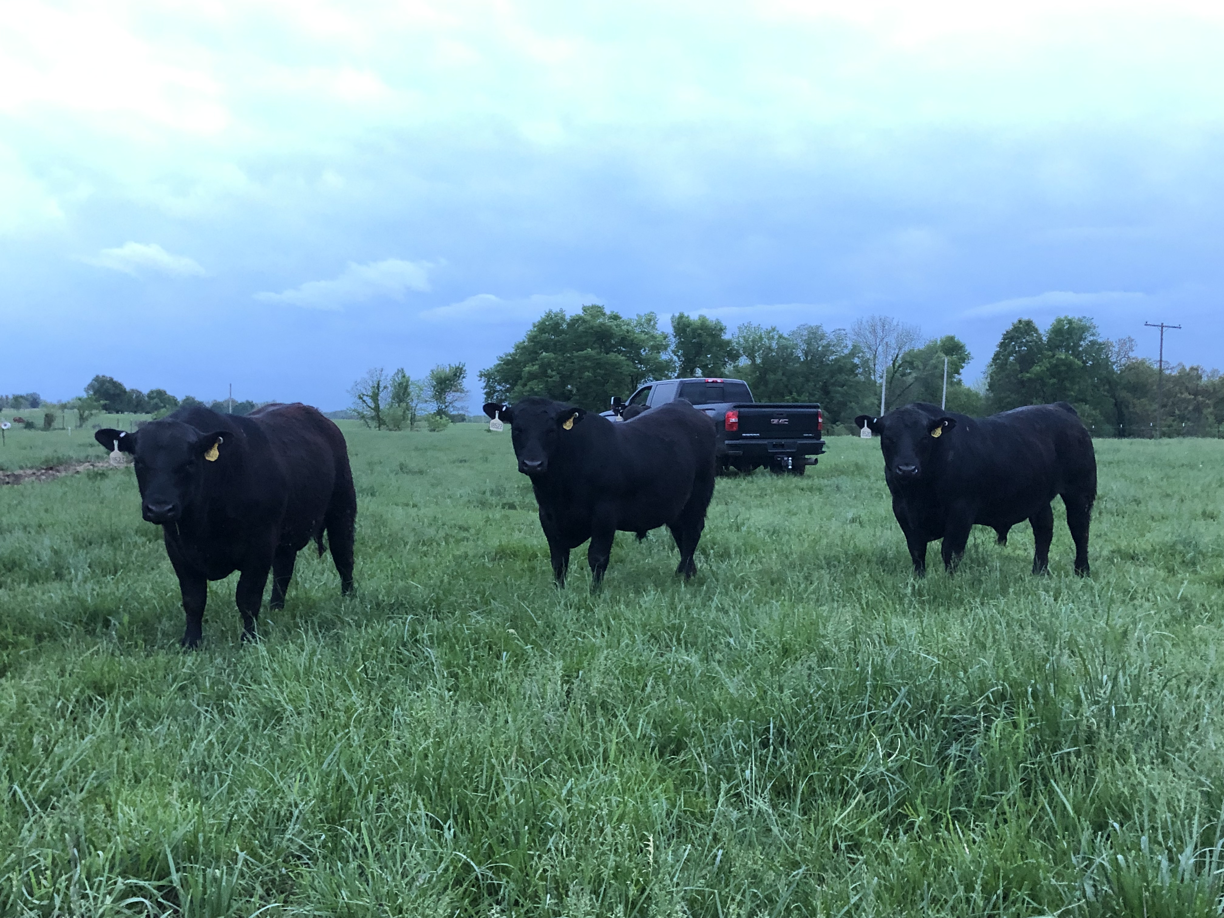 2S Angus Land & Cattle Focusing on Quality