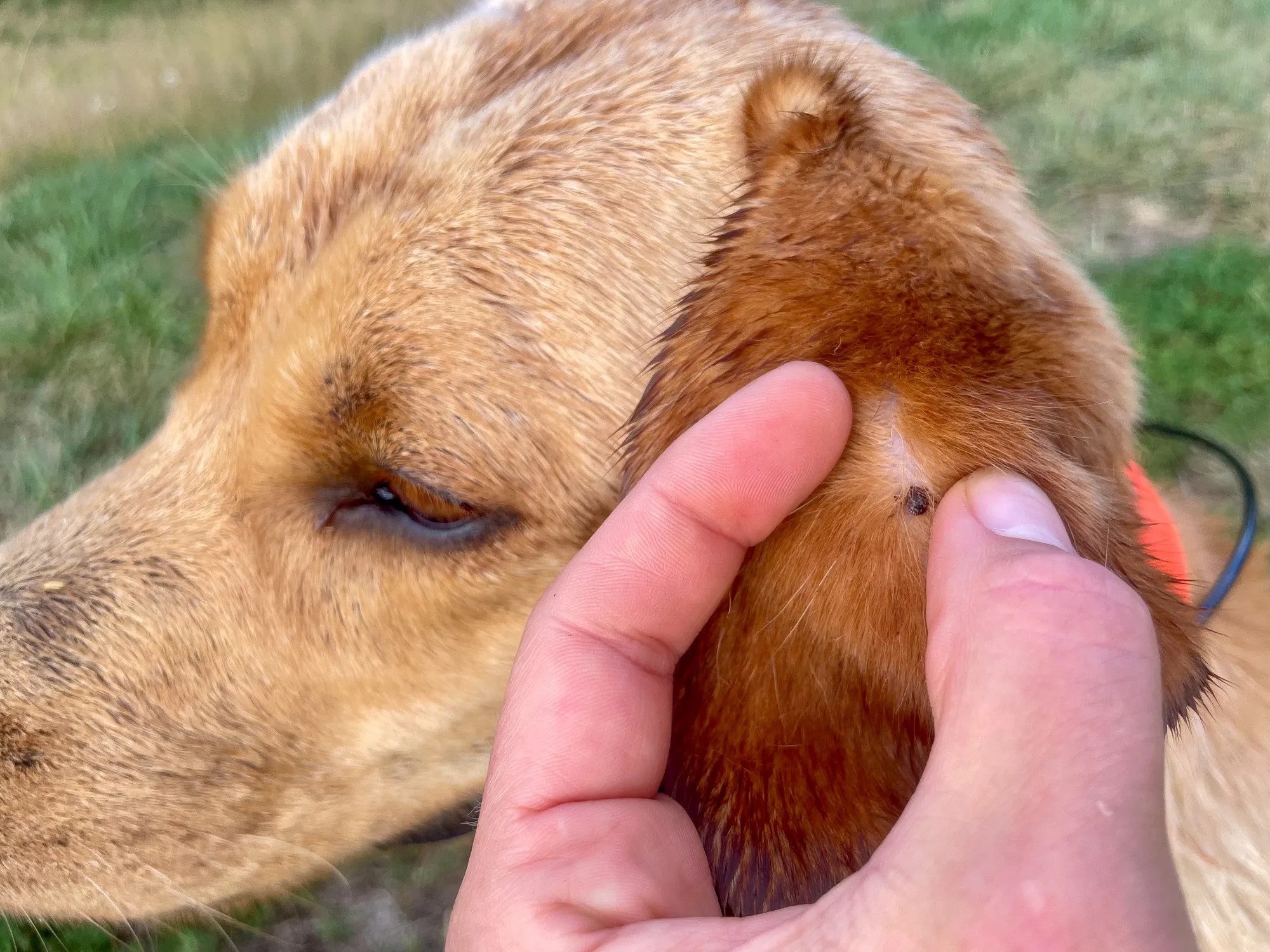 Tick Zoo Dog Essential Guide to Tick Prevention and Care