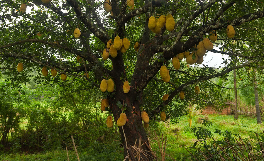 Kiwano Fruit Tree Fruit Trees