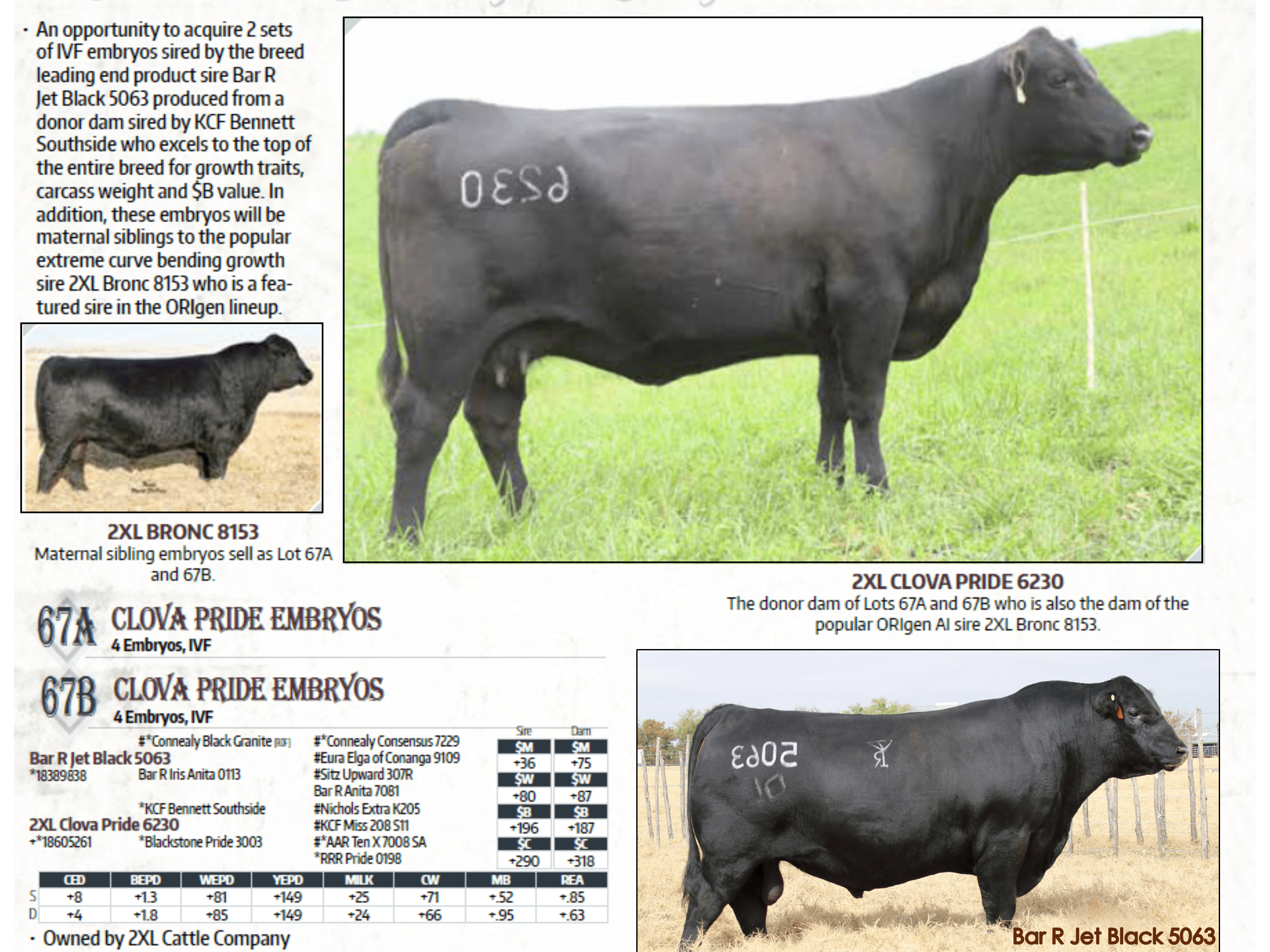 Embryos For Sale 2XL Cattle Company, LLC Angus Seedstock Iowa