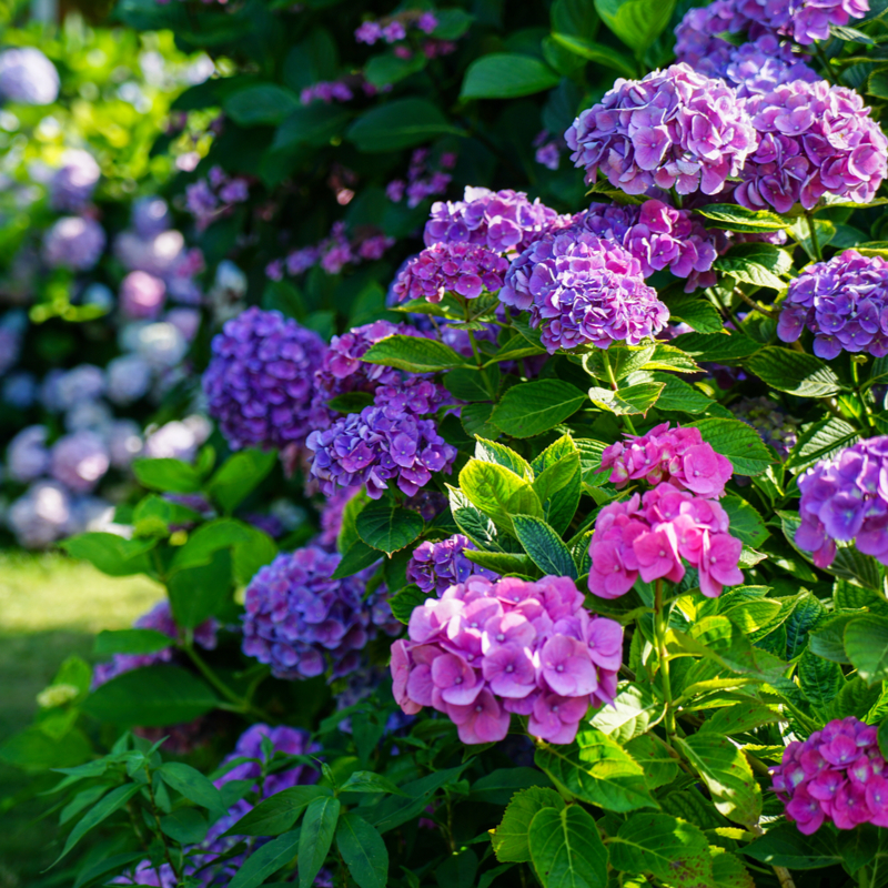 Growing Season is Not Over! Six Things You Can Plant Right Now 2 Yard