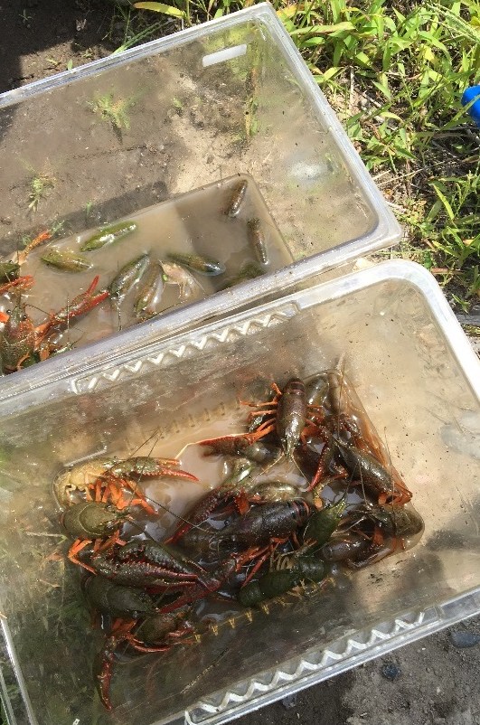 43歳のザリガニ釣り 肩こり・腰痛・胃痛・眼精疲労｜埼玉県蓮田・久喜・白岡で鍼灸なら三日月鍼灸マッサージ指圧整体院