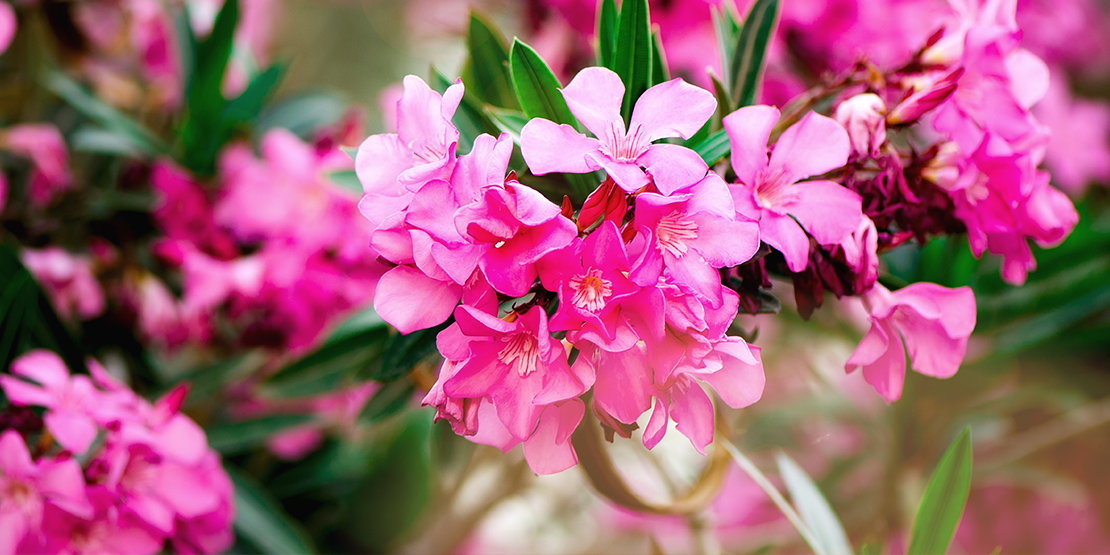 Poisonous Plants & How to Safely Garden with Pets The Official