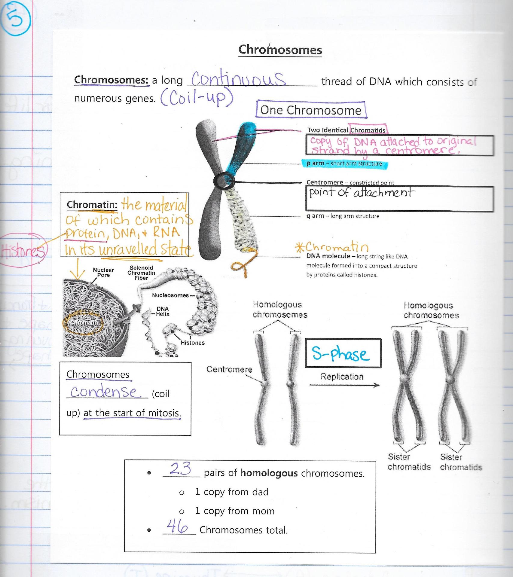 12.3 Dna Replication Worksheet Answers + mvphip Answer Key