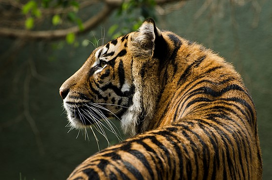 Nikon 70300 VR at Perth Zoo Nikon SLR Lens Talk Forum Digital