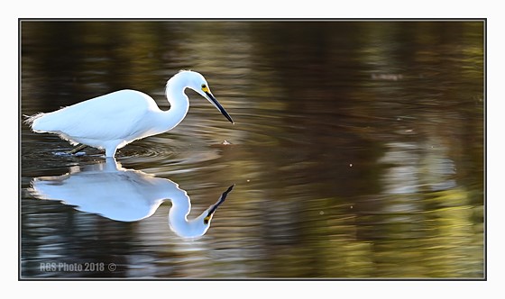 Nikon Z6 + Nikkor 200500/5.6 First outing Nature and Wildlife