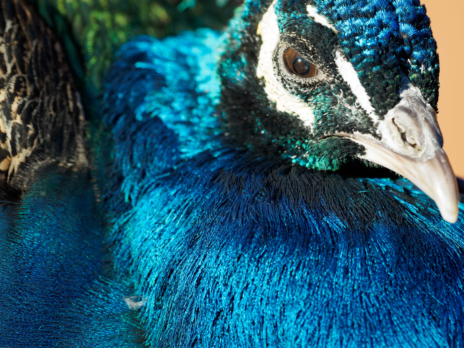 Olympus M.Zuiko Digital ED 300mm F4 IS Pro real-world sample gallery:  Digital Photography Review