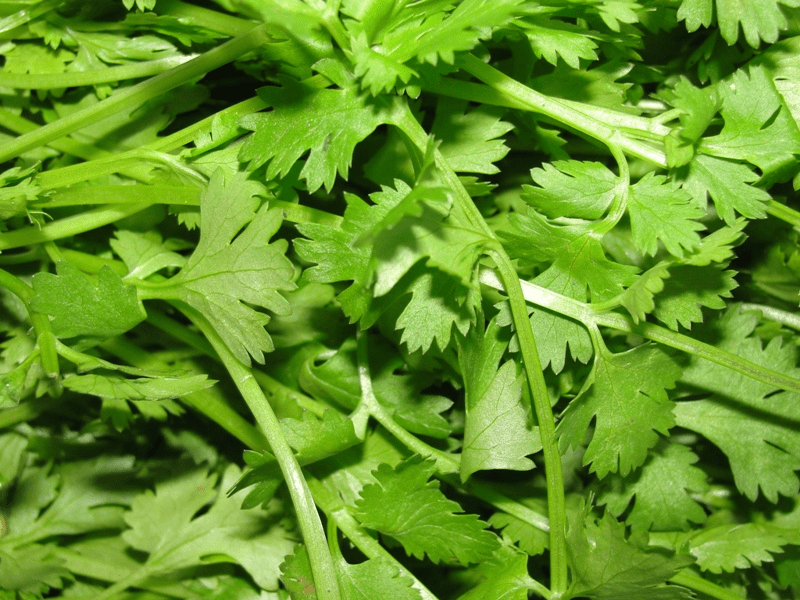 Coriander Leaves, Coriander Leaves, धनिया के पत्ते in Periyakulam