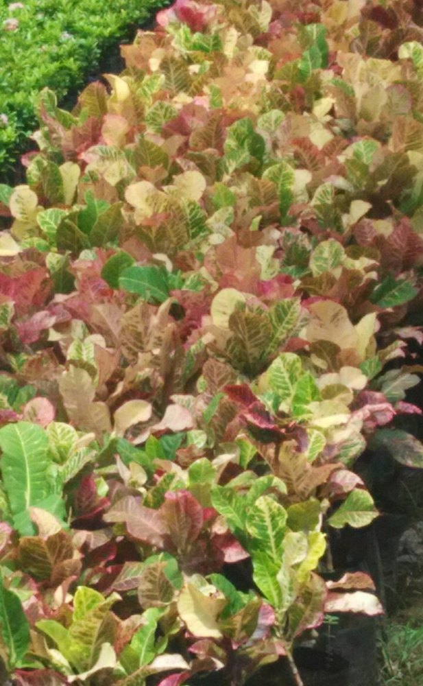 Crotons Petra Plant at best price in Rajahmundry by Sri Srinivasa