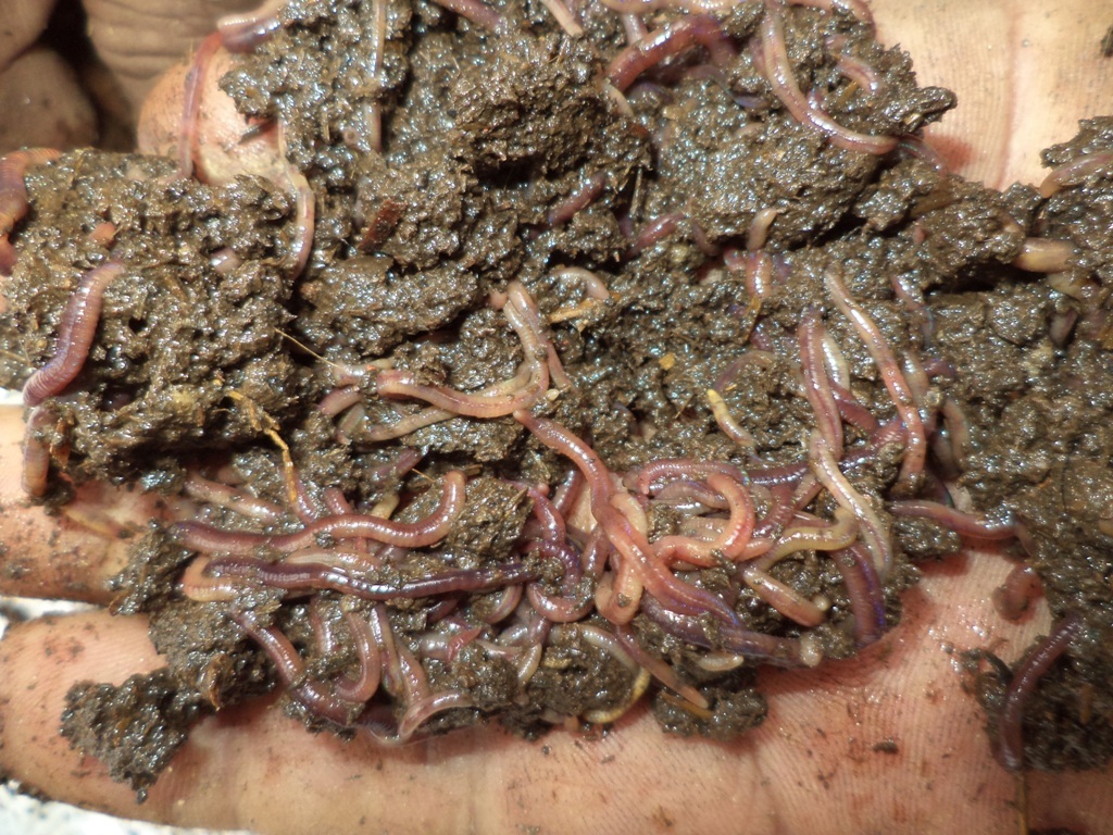 Soil Earthworm, Powder, Pack Type Bags, Dayal Wormy Compost ID