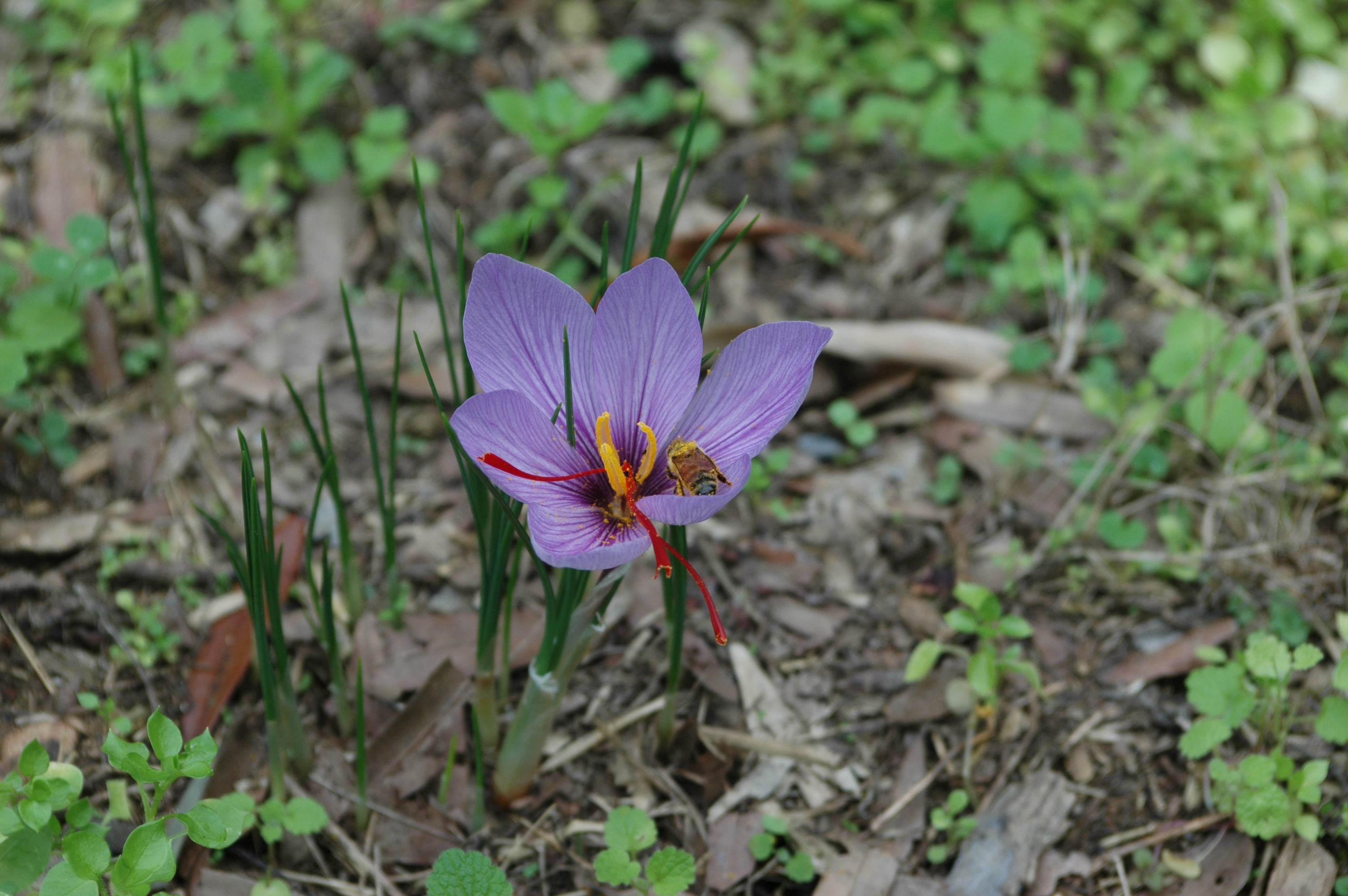 Common Name Saffron Scientific Name Crocus Sativus