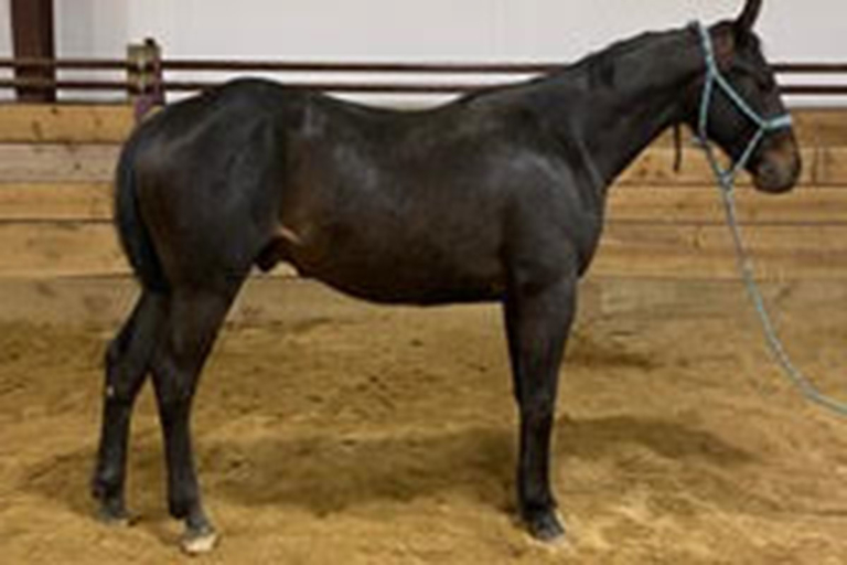 Horses for Sale 307 Performance Horses Sheridan, Wyoming