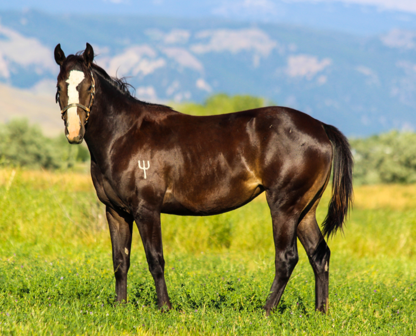 Horses for Sale 307 Performance Horses Sheridan, Wyoming