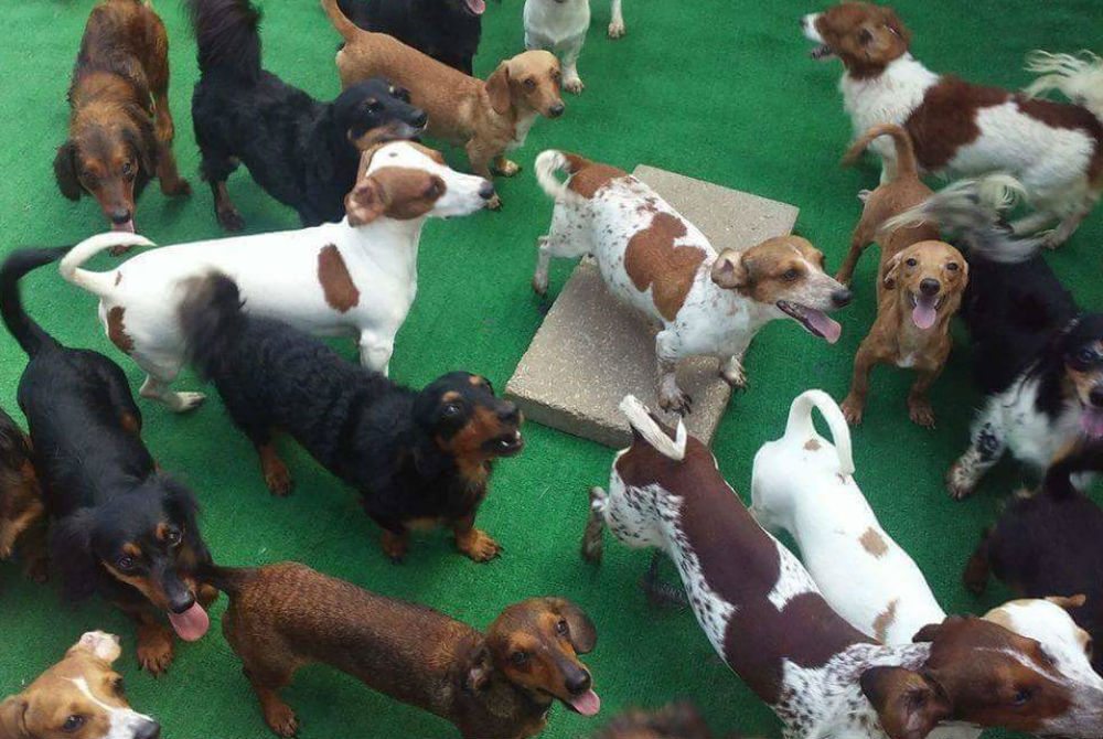 Nearly 50 Dachshunds Rescued From Hoarding Situation 30A