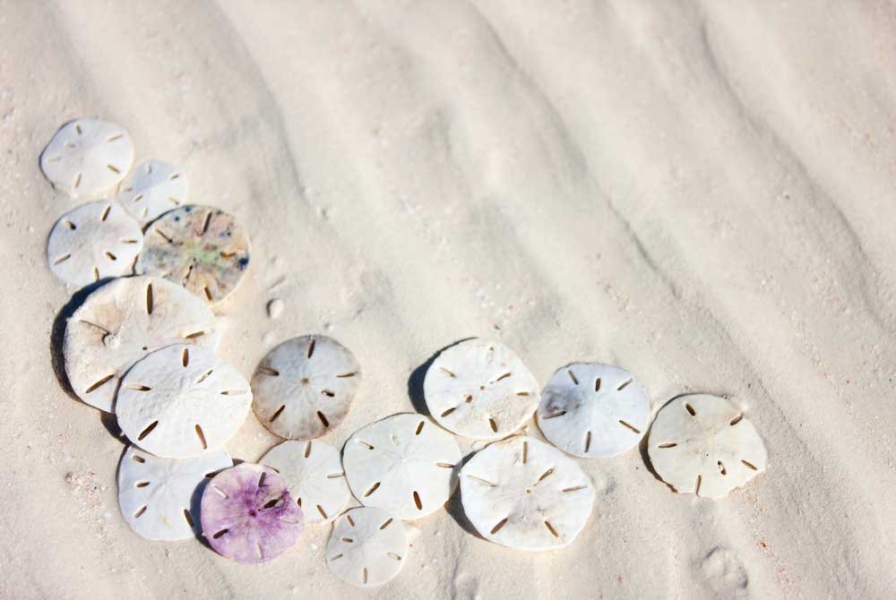 Sand Dollars What You Need to Know 30A