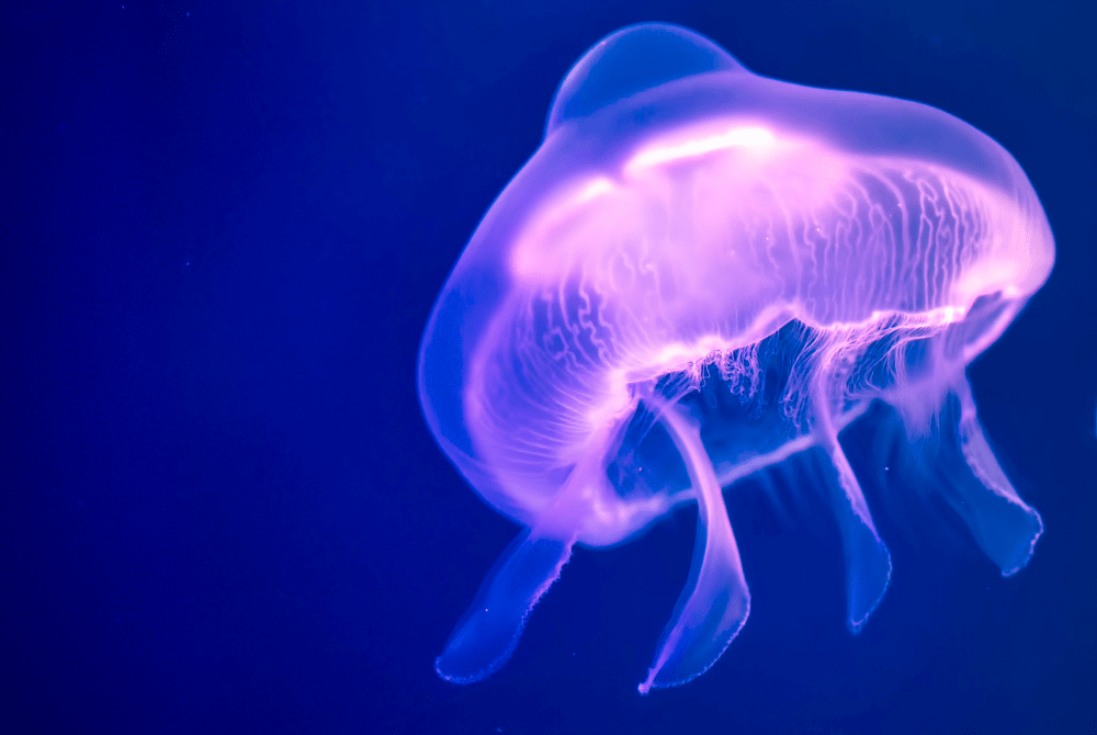 Five Common Types of Jellyfish Found in the Gulf of Mexico 30A
