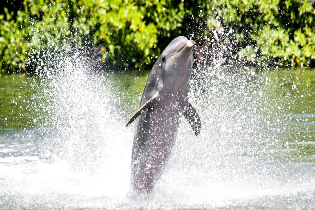 20 Fun Facts About Dolphins 30A
