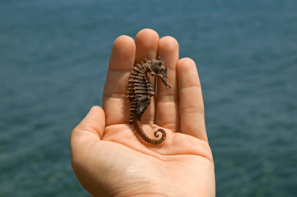 Six Things You Didn't Know About the Seahorse 30A