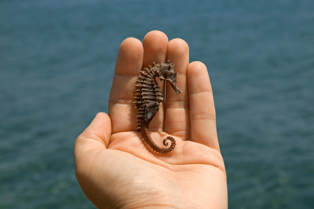 Six Things You Didn't Know About the Seahorse 30A