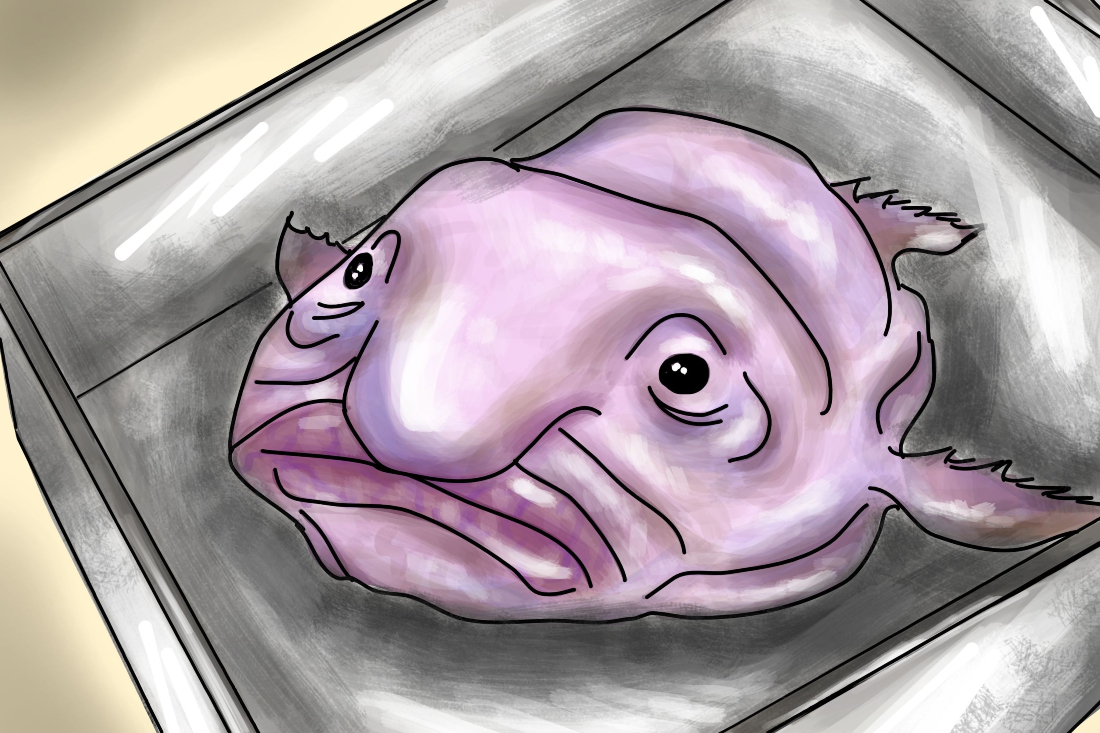 16+ Blobfish With Hair KirstinaDea(025)