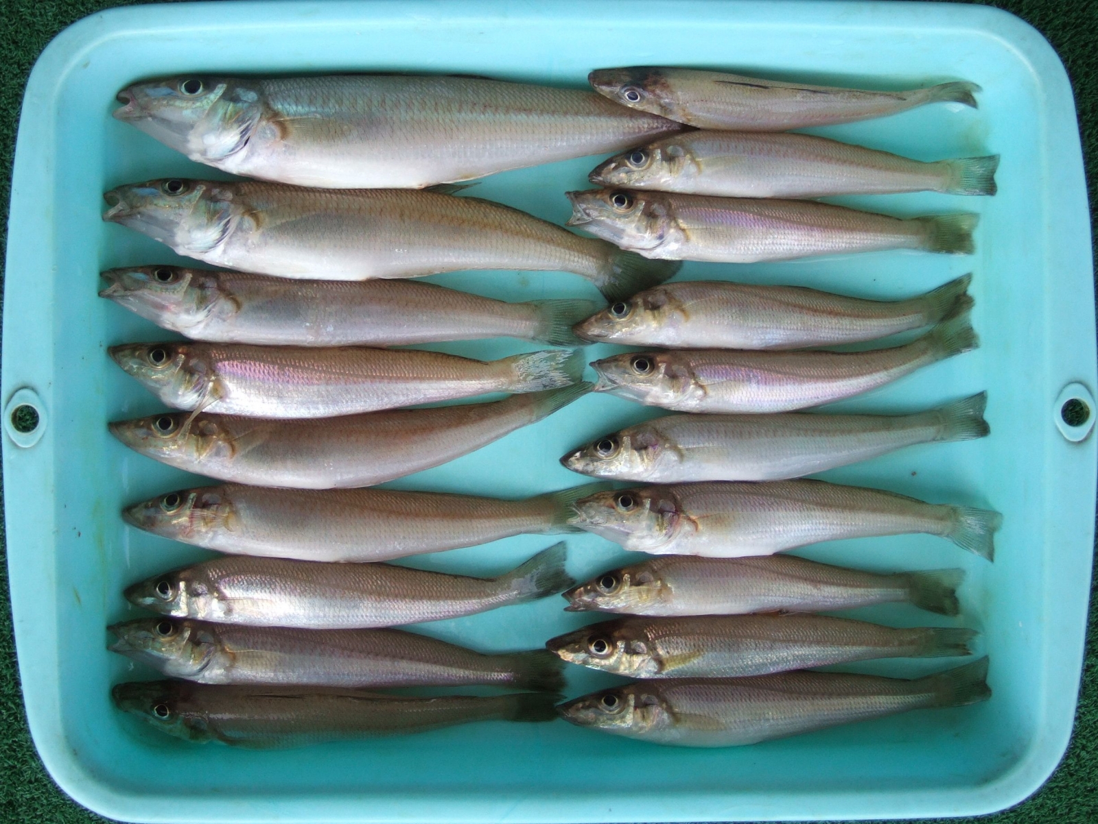 福浦キス釣り（19／153／23） 気ままな70Fishing