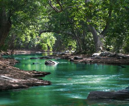 body of water between green leaf trees
