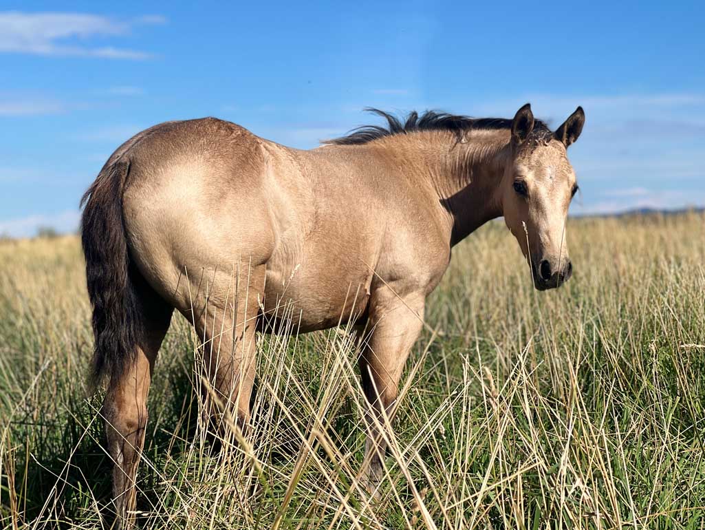 Foal 17 ELS Scottish Nick X Little Lucy Cat 35 Select Stock