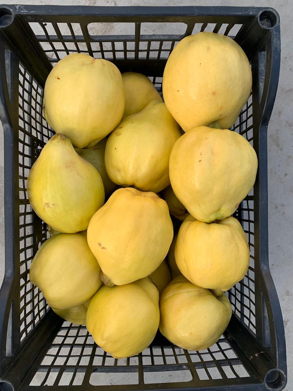 BUY QUINCE ONLINE Buy Quince Trees & Plants Online