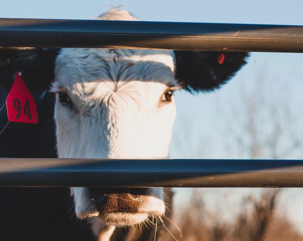 Is labgrown meat better for the environment? 360