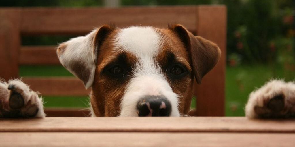 Helping Pets in Need, Waldorf, MD GinSasha Pet Resort and Spa