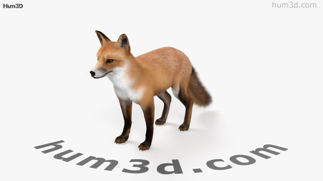 360 view of European Red Fox HD 3D model Hum3D store