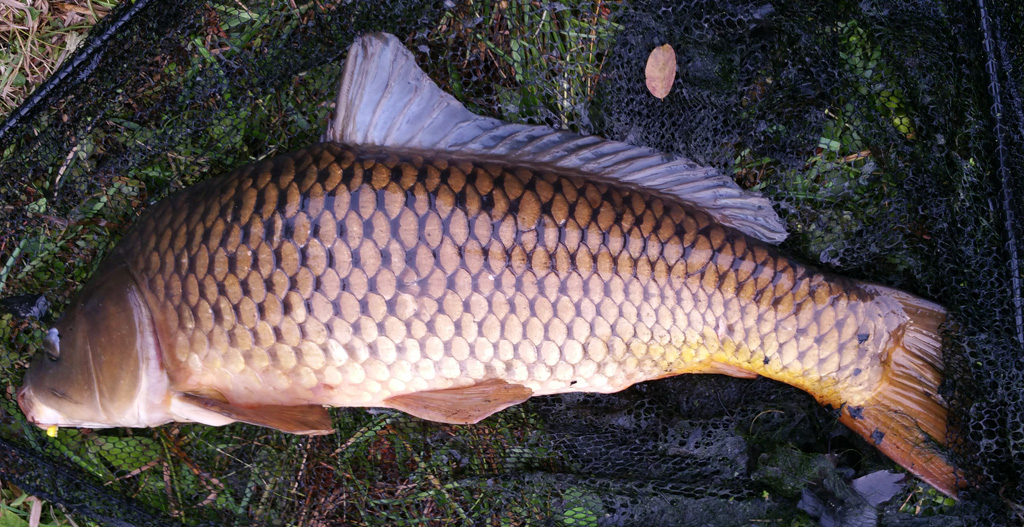 Fishing Tenmile Creek in Pennsylvania 365 Angler