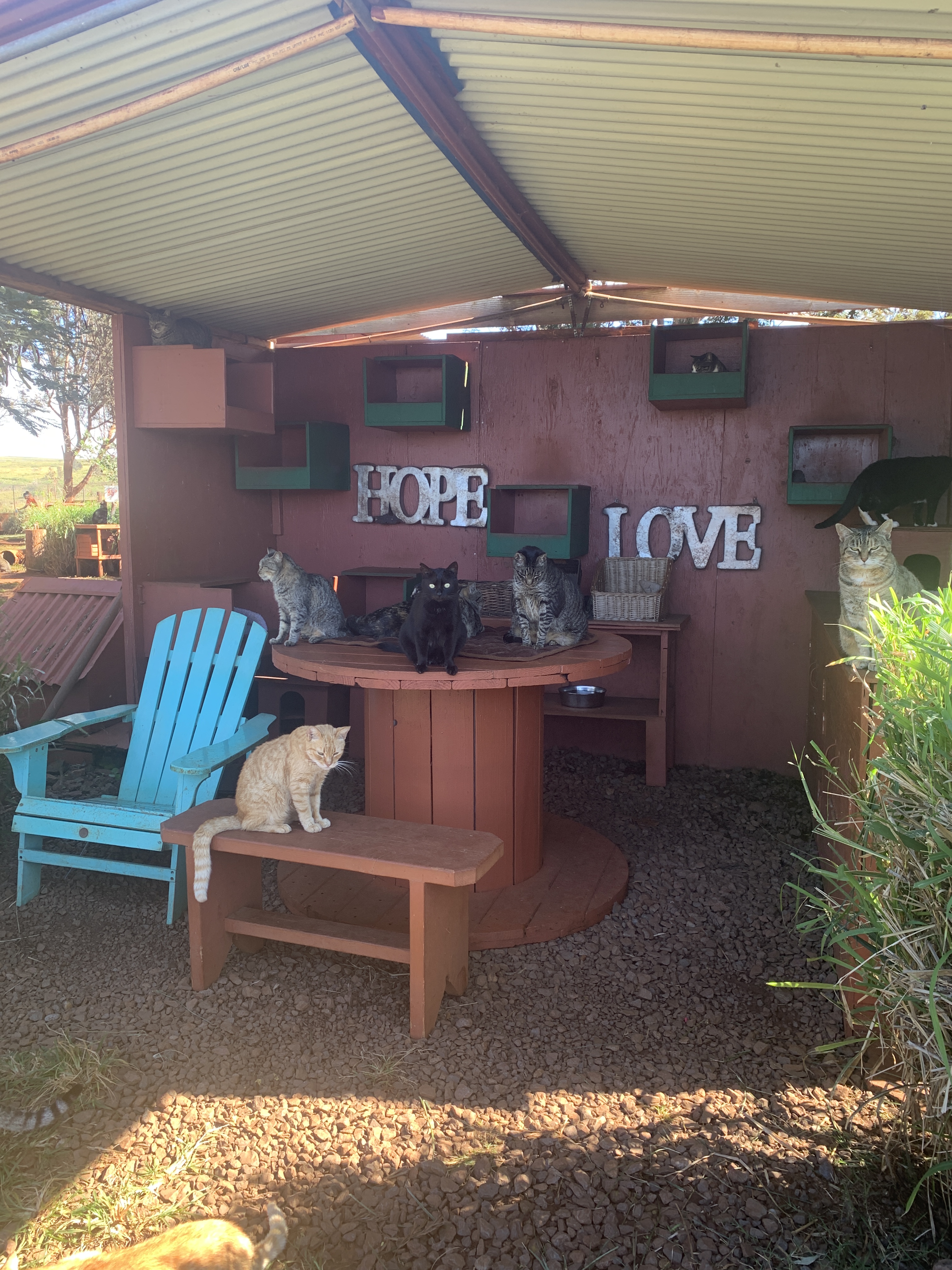 Lanai Cat Sanctuary 365 Days Of Hawaii