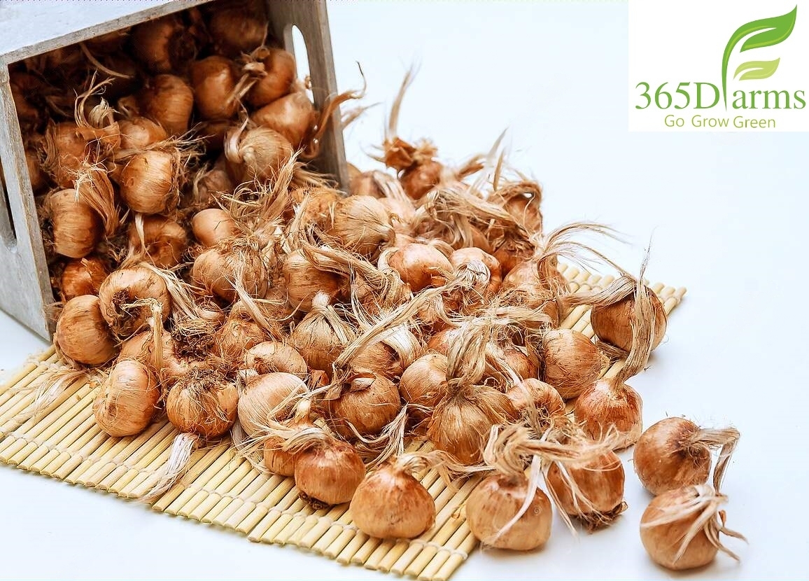 Regular Saffron Bulbs Wholesale Price Regular Saffron Bulbs Wholesale