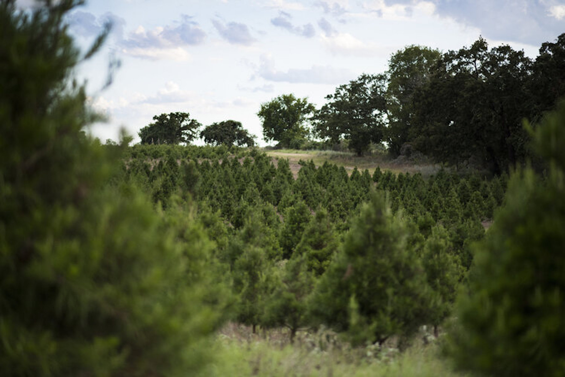 Elgin Christmas Tree Farm 365 Things Austin