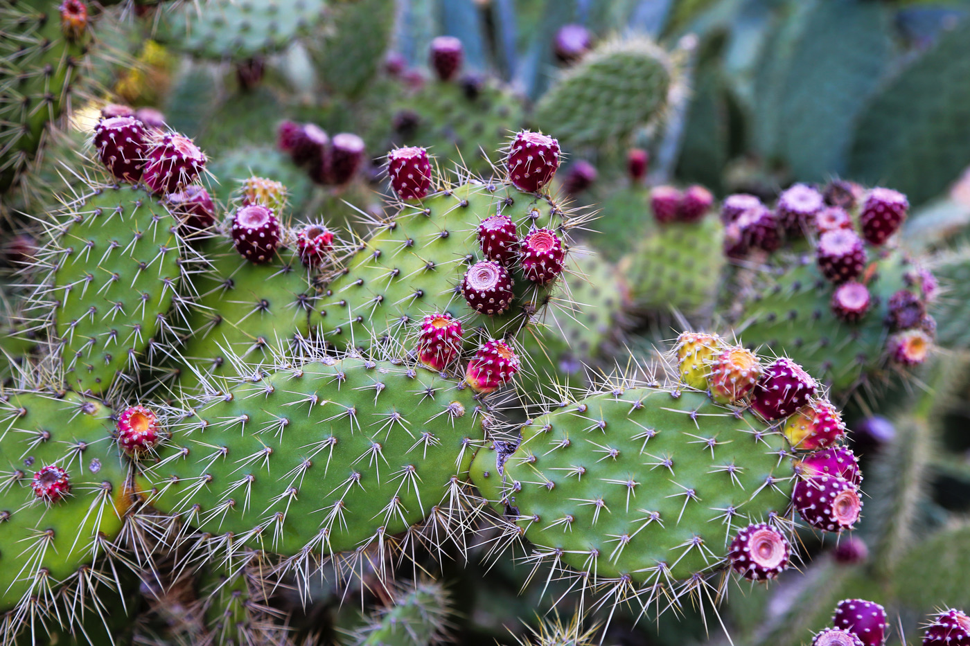 Ouch! How To Get Cactus Needles Out of Your Skin