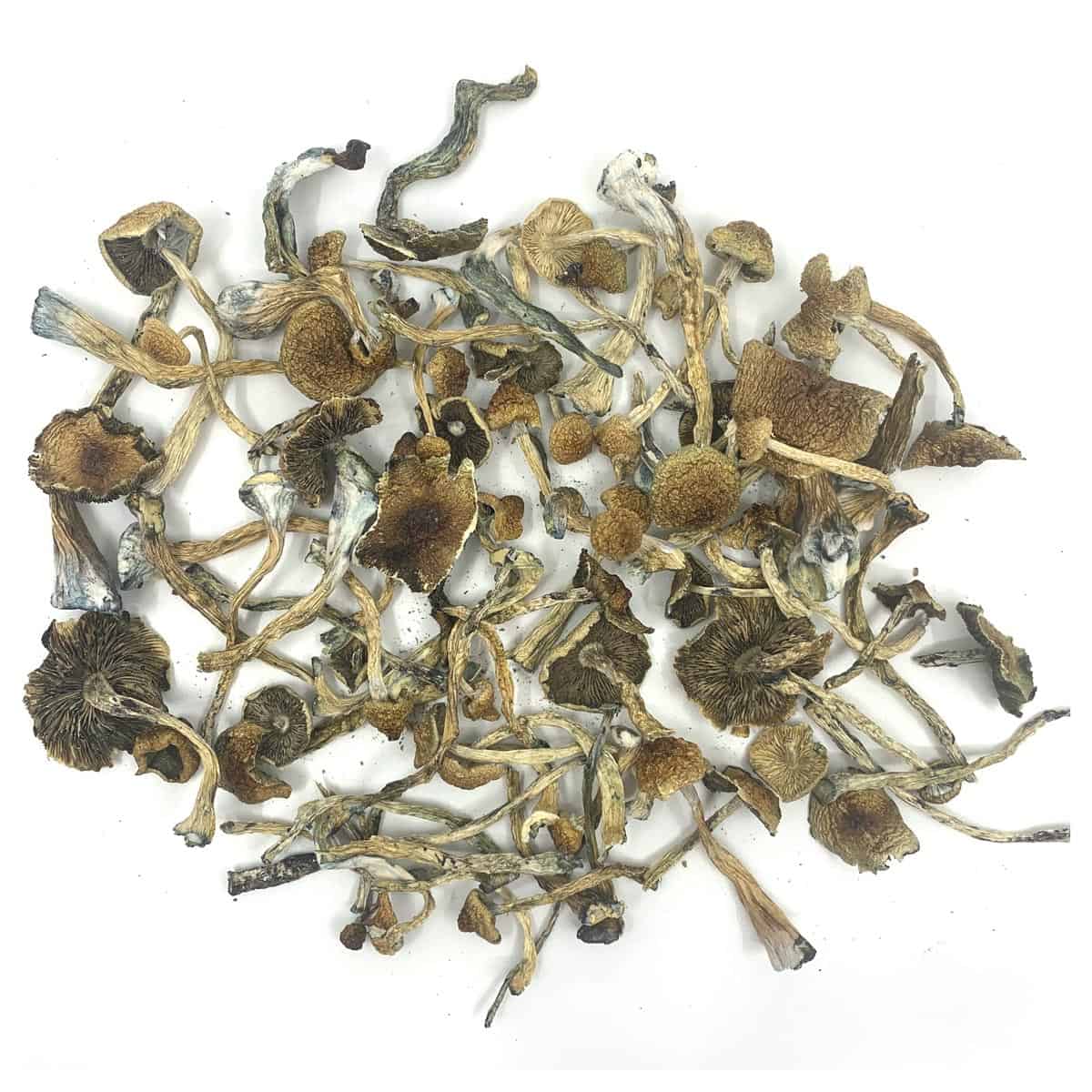 African Transkei Buy Dried Magic Mushrooms Canada