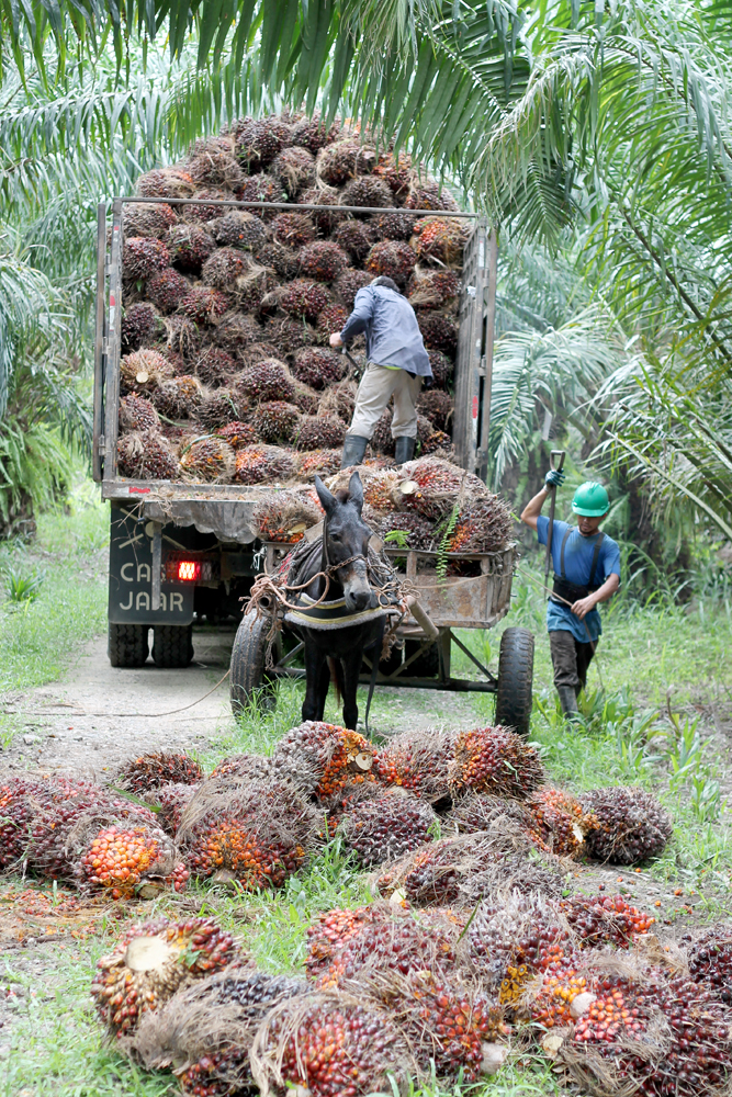 3 Steps on the Path to More Sustainable Palm Oil