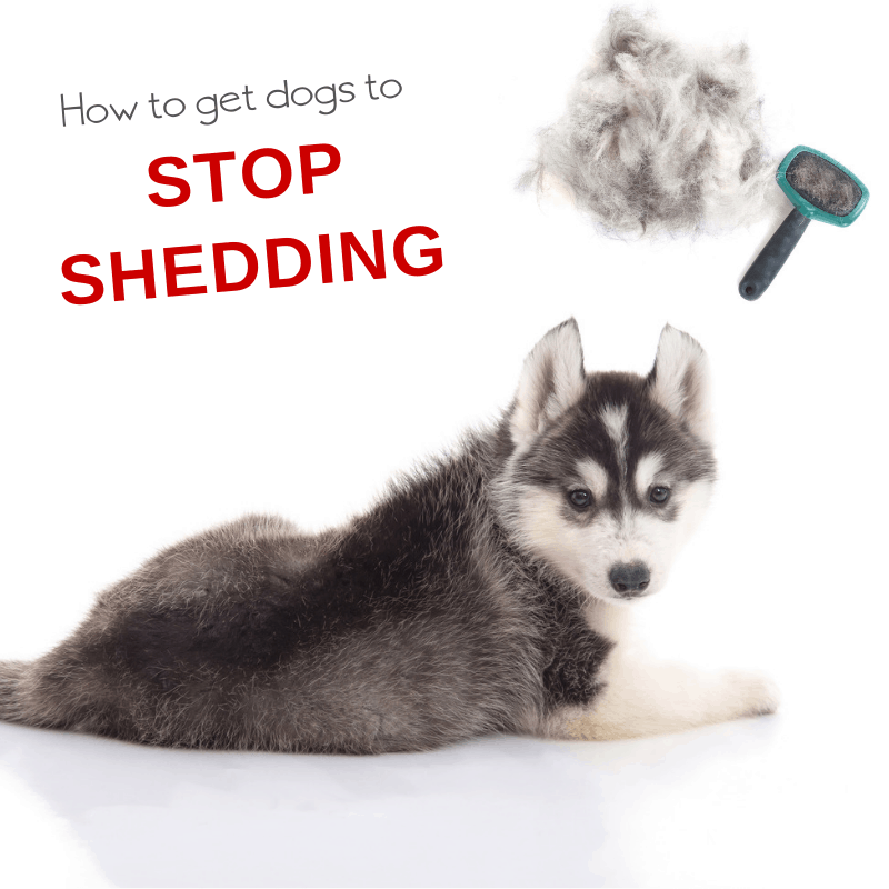 How to Put a Stop to Shedding in Dogs Story 3 Boys and a Dog