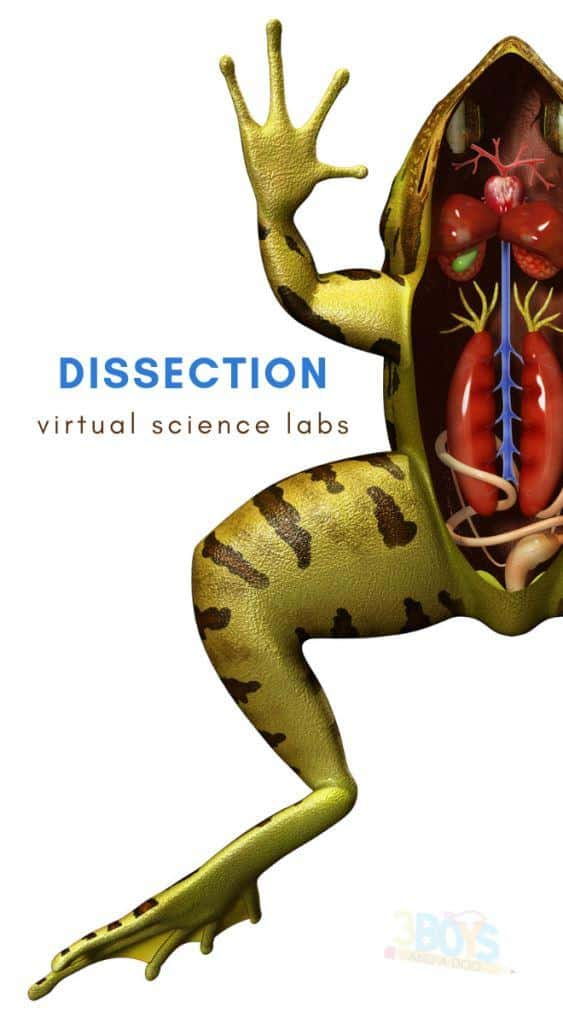 Virtual Dissection and Labs for Homeschoolers Story 3 Boys and a Dog