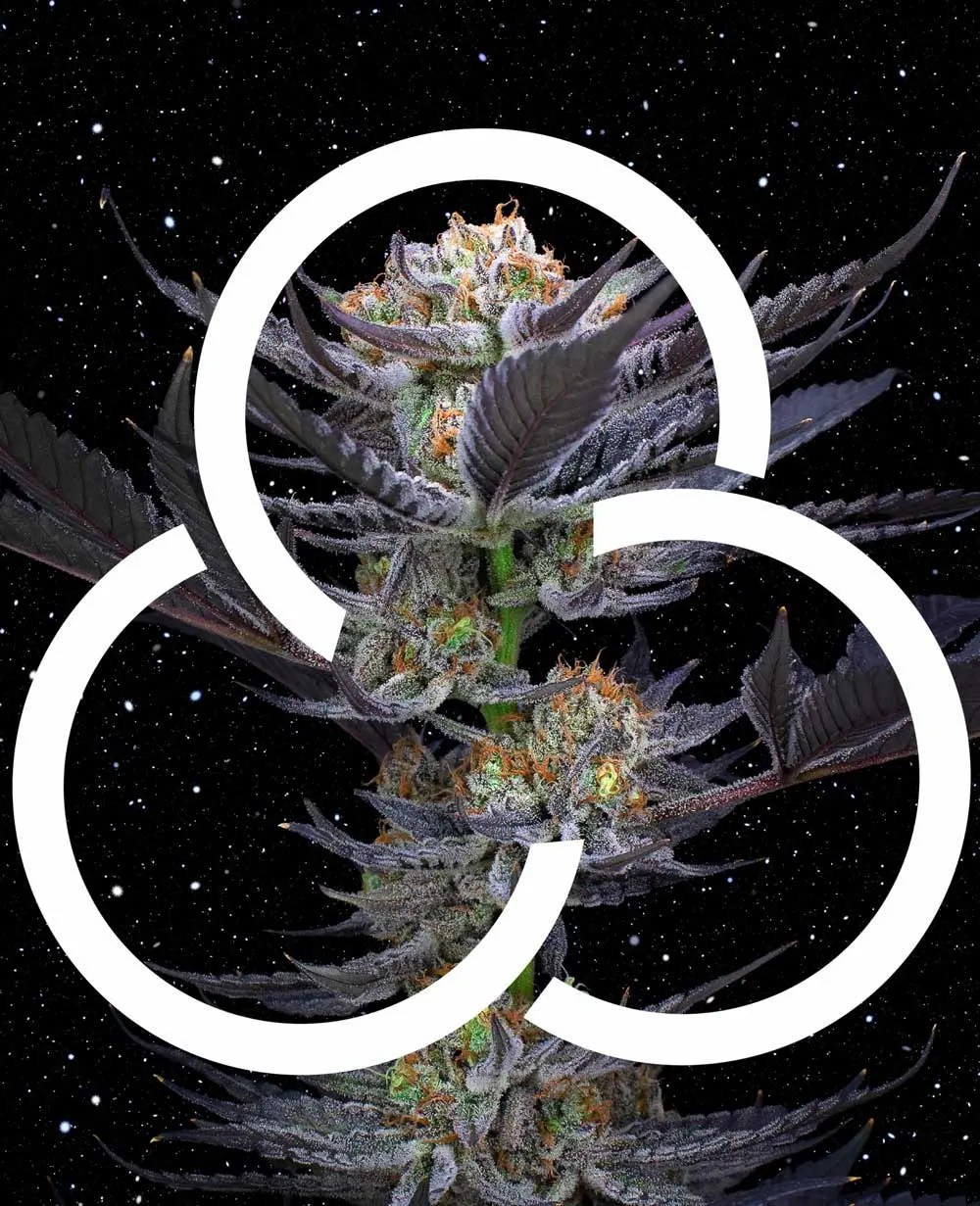 Weed Shop, Marijuana Store, Marijuana Dispensary & Weed Near Me