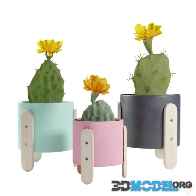 3D Model Opuntia Cactus Pack