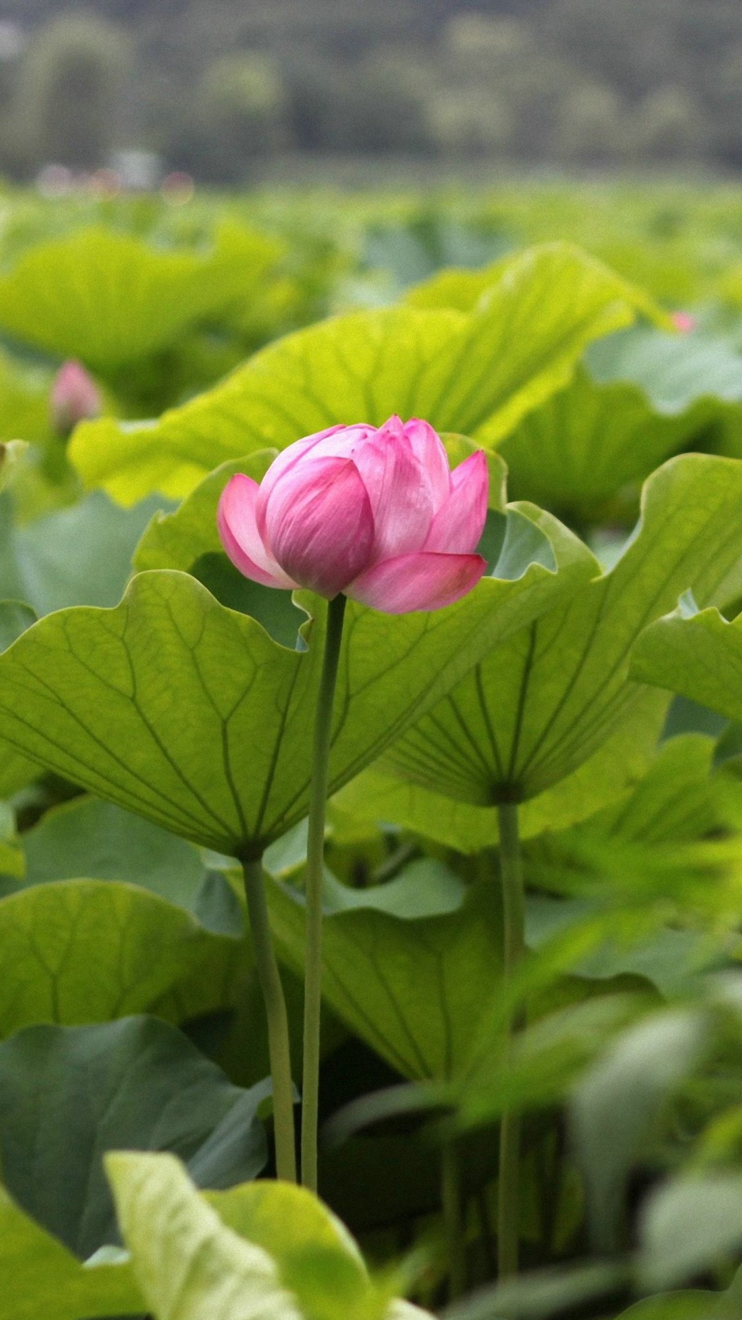 Flowers Hd Wallpapers Images For Android Best Flower Site