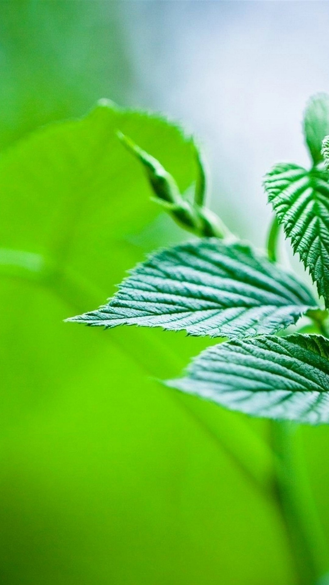 Leaf Wallpapers For Android 2023 Android Wallpapers