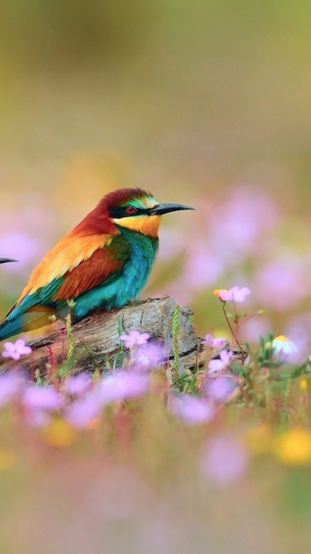 Android Wallpaper HD Cute Spring 2024 Android Wallpapers