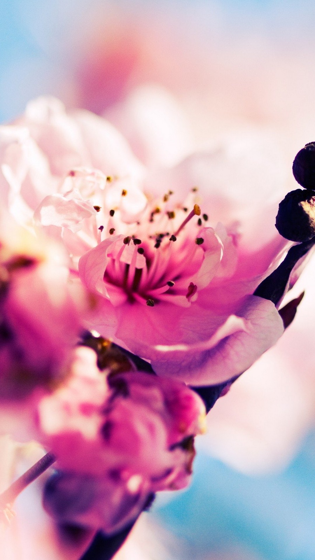 Cute Spring Backgrounds For Android 2021 Android Wallpapers