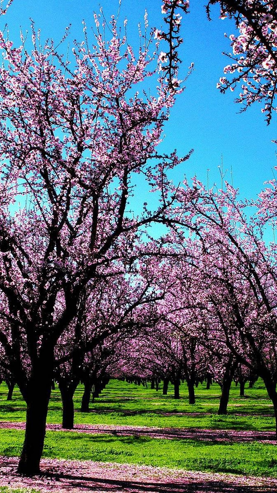 Spring Nature Android Wallpaper 2021 Android Wallpapers