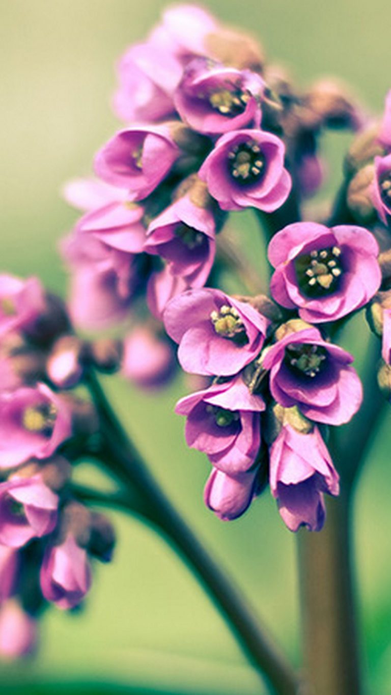 Spring Flowers Wallpaper For Android 2020 Android Wallpapers